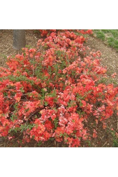 Айва японська Салмон Горизонт. 